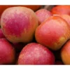 Winterapfel 'Roter Boskoop' -Angebote Biohort Store 7745409 7745441 WE DE 001 ApfelbaumMalusRoterBoskoopApfel