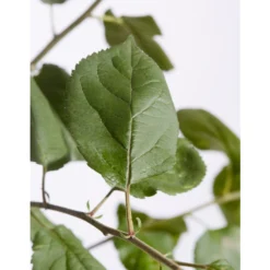 Winterapfel 'Roter Boskoop' 13 Winterapfel 'Roter Boskoop' -Angebote Biohort Store 7745409 PR DE 001 ApfelRoterBoskoopMalusBusch95LiterDehnerExpressZS