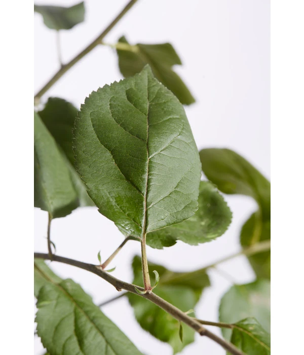 Winterapfel 'Roter Boskoop' 7 Winterapfel 'Roter Boskoop' – Bild 5