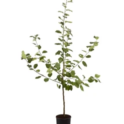 Winterapfel 'Roter Boskoop' 12 Winterapfel 'Roter Boskoop' -Angebote Biohort Store 7745409 PR FS 001 ApfelRoterBoskoopMalusBusch95LiterDehnerExpressZS