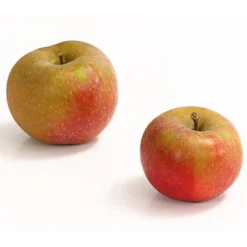Winterapfel 'Roter Boskoop' 10 Winterapfel 'Roter Boskoop' -Angebote Biohort Store 7745409 WE DE 001 ApfelBoskoopDehnerExpressHerzig