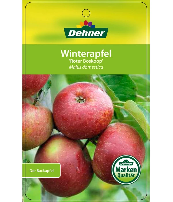 Winterapfel 'Roter Boskoop' 8 Winterapfel 'Roter Boskoop' – Bild 6