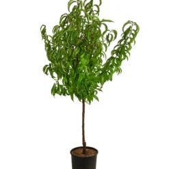 Dehner Pfirsich 'Roter Weinbergpfirsich' -Angebote Biohort Store 7745607 WE FS 002 RoterWeinbergpfirsichDehnerExpressHerzig