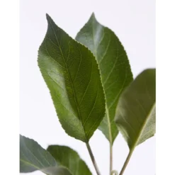 Sommerapfel 'Roter James Grieve' -Angebote Biohort Store 7745730 PR DE 001 ApfelRoterJamesGrieveMalusBusch95LiterDehnerExpressZS