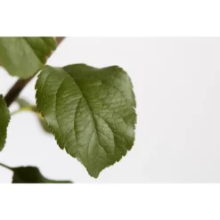 Herbstapfel 'Rubinola' -Angebote Biohort Store 7747165 PR DE 001 ApfelRubinolaMalusBusch95LiterDehnerExpressZS