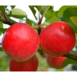 Herbstapfel 'Rubinola'