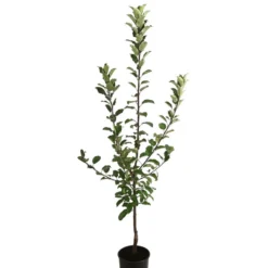 Allergikerapfel 'Santana' -Angebote Biohort Store 7750631 WE FS 001 ApfelbaumMalusApfelSantanaAllergikerapfel