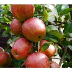 Angebote Biohort Store -Angebote Biohort Store 7752439 ApfelStarcatsPixabay