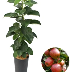 Angebote Biohort Store 15 Säulenapfel 'Starcats'