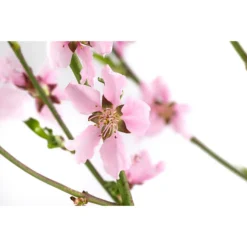 Säulennektarine 'Fantasia' 7 Säulennektarine 'Fantasia' -Angebote Biohort Store 7752710 WE DE 001 PrunusSauelennektarineFantasia