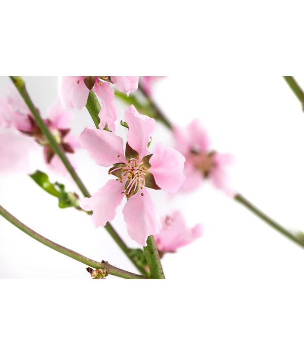 Säulennektarine 'Fantasia' 5 Säulennektarine 'Fantasia' – Bild 3