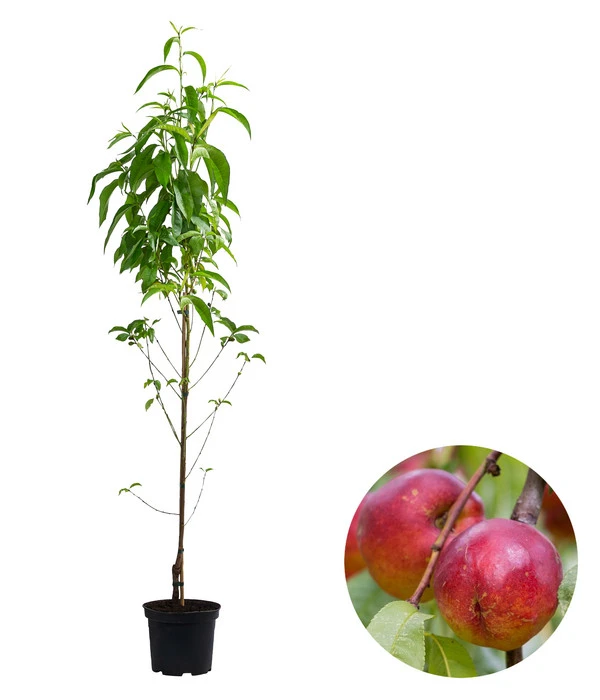 Säulennektarine 'Fantasia' 3 Säulennektarine 'Fantasia'