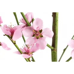 Säulenpfirsich 'Aida' -Angebote Biohort Store 7752728 WE DE 001 PrunusSauelenpfirsichAida