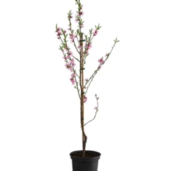 Säulenpfirsich 'Aida' -Angebote Biohort Store 7752728 WE FS 001 PrunusSauelenpfirsichAida