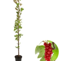 Rote Säulenjohannisbeere