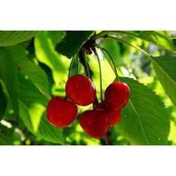 Sauerkirsche 'Schattenmorelle' -Angebote Biohort Store 7753262 WE MO 002 SauerkirscheSchattenmorellePixabay