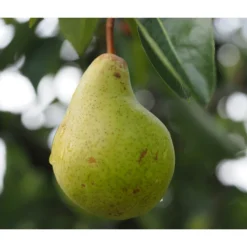 Säulenbirne 'Obelisk' 6 Säulenbirne 'Obelisk' -Angebote Biohort Store 7754989 PR DE 001 PyrusBirneSaeulenbirneObeliskPixabay