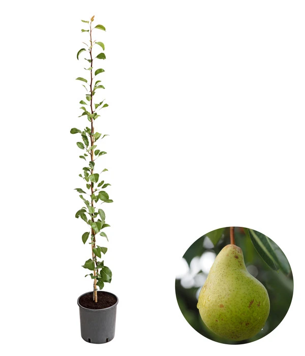 Säulenbirne 'Obelisk' 3 Säulenbirne 'Obelisk'