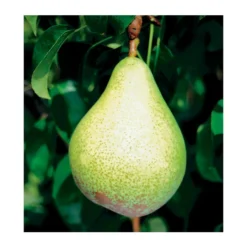 Säulenbirne 'Condo' -Angebote Biohort Store 7754997 BildFS 001 SaeulenbirneCondoSaeulenbirneCondoS