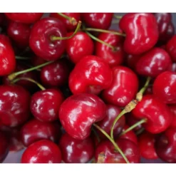 Säulenkirsche 'Sylvia' 5 Säulenkirsche 'Sylvia' -Angebote Biohort Store 7755051 WE DE 001 SaeulenkirscheSylvia