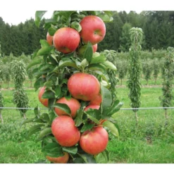 Säulenapfel 'Sonate' -Angebote Biohort Store 7755879 PR DE 001 SaeulenapfelSonate