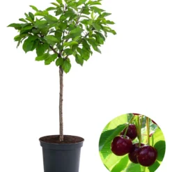 Zwergsüßkirsche 'Stella Compact'