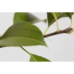 Süßkirsche 'Sunburst' -Angebote Biohort Store 7760614 PR DE 001 KirscheSunburstPrunusBusch95LiterDehnerExpressZS