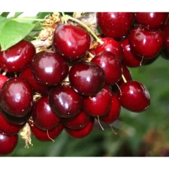 Süßkirsche 'Sunburst' -Angebote Biohort Store 7760614 PR MO 001 KirscheSunburst