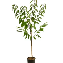 Angebote Biohort Store -Angebote Biohort Store 7760713 WE FS 001 PrunusKirscheDuoSunburstBurlat