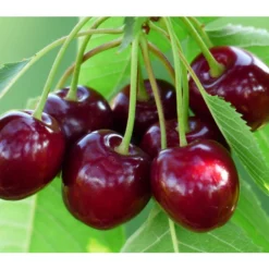 Süßkirsche 'Tamara'