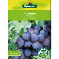 Dehner Pflaume 'The Czar' -Angebote Biohort Store 7762842 PflaumeTheCzar Etikett 1