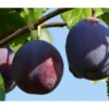 Dehner Pflaume 'The Czar' -Angebote Biohort Store 7762867 PR FS 001 PrunusPflaumeTheCzarPixabay
