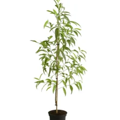 Tellerpfirsich 'Sugar Baby' 9 Tellerpfirsich 'Sugar Baby' -Angebote Biohort Store 7763352 PR FS 001 PrunusTellerpfirsichSugarBabyDehnerExpressHerzig