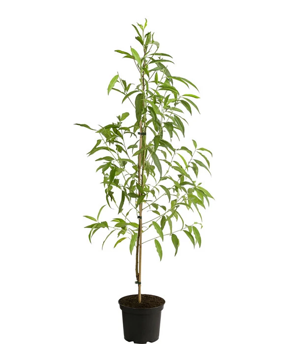 Tellerpfirsich 'Sugar Baby' 4 Tellerpfirsich 'Sugar Baby' – Bild 2