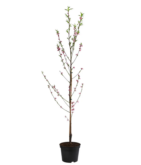 Teller-Nektarine 'Honey®' 5 Teller-Nektarine 'Honey®' – Bild 3