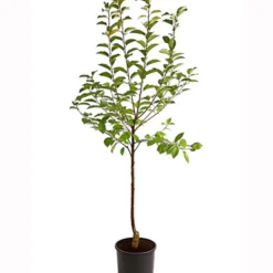 Sauerkirsche 'Ungarische Traubige', Busch -Angebote Biohort Store 7769813 PR FS 001 SauerkirscheUngarischeTraubigeBusch95LiterDehnerExpressHerzig