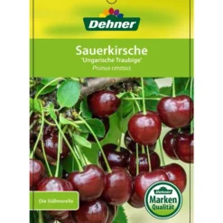 Sauerkirsche 'Ungarische Traubige', Busch -Angebote Biohort Store 7769813 SauerkirscheUngarischeTraubige Etikett 1