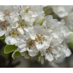 Herbstbirne 'Vereinsdechant' -Angebote Biohort Store 7772064 PR FS 011 PyrusVereinsdechantBirnePixabay