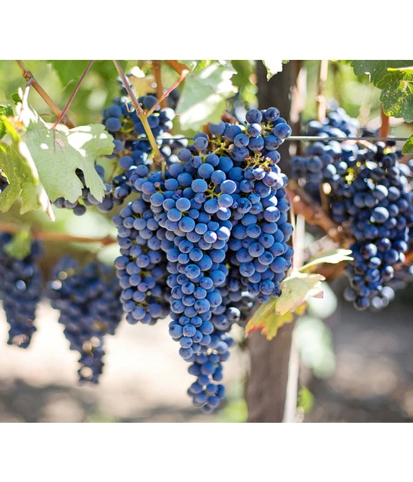 Tafeltraube 'Venus' 3 Tafeltraube 'Venus'