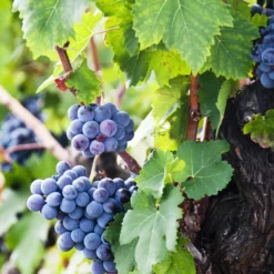 XXL Weinrebenstamm, Ca. 200-220 Cm, Verschiedene Sorten 7 XXL Weinrebenstamm, Ca. 200-220 Cm, Verschiedene Sorten -Angebote Biohort Store 7773617 WE MO 002 WeinrebenStammXXL