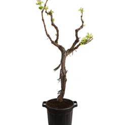 XXL Weinrebenstamm, Ca. 200-220 Cm, Verschiedene Sorten