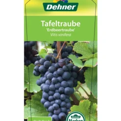 Tafeltraube 'Erdbeertraube' -Angebote Biohort Store 7773708 TafeltraubeErdbeertraube Etkett 1