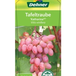 Tafeltraube 'Katharina' -Angebote Biohort Store 7773716 TafeltraubeKatharina Etikett 1