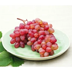 Tafeltraube 'Katharina' -Angebote Biohort Store 7773716 WE MO 001 WeinKatharina