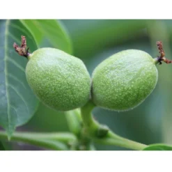 Weinheimer Walnuss Klon 139 -Angebote Biohort Store 7776818 WE DE WeinheimerWalnussKlon139Pixabay