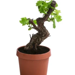 Weinrebe, Bonsai