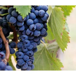 Dehner Gourmet Garten Tafeltraube 'Muscat Blue' -Angebote Biohort Store 7779101 PR DE 002 VitisWeintraubenMuscatBleuPixabay