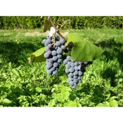 Dehner Gourmet Garten Tafeltraube 'Muscat Blue' -Angebote Biohort Store 7779101 WE DE 002 WeintraubeBlauerMuskatellerPixabay