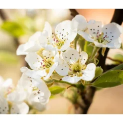 Sommerbirne 'Williams Christ' 10 Sommerbirne 'Williams Christ' -Angebote Biohort Store 7780539 PR DE 022 BirneWilliamsChristPixabay