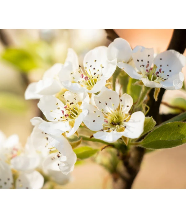 Sommerbirne 'Williams Christ' 6 Sommerbirne 'Williams Christ' – Bild 4